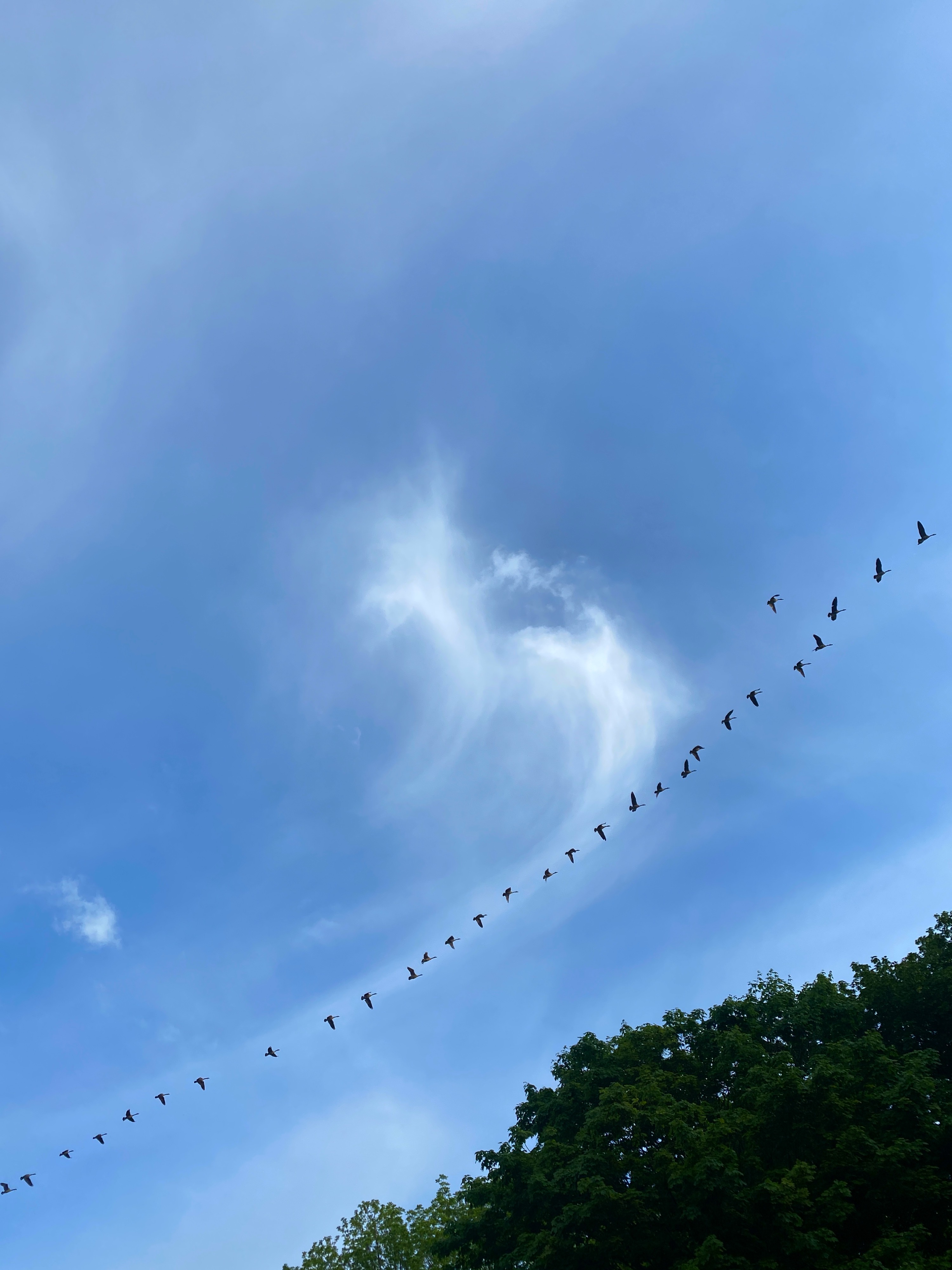 blue sky with a line of birds flying in a long gorgeous row.